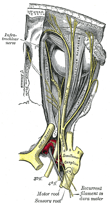 Nerves of the Orbit
